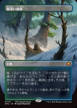 【ドラゴンスケイル・フォイル仕様】【ボーダーレス】(SPG-ML)Misty Rainforest/霧深い雨林【No.0111】（日,JP）