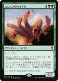 (C16-MG)Kalonian Hydra/カロニアのハイドラ(日,JP)