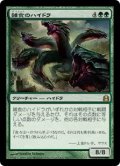 (CMD-RG)Hydra Omnivore/雑食のハイドラ(日,JP)