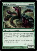 (CMD-RG)Hydra Omnivore/雑食のハイドラ(英,EN)