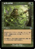 【FOIL】【旧枠】(DMR-UG)Nature's Lore/自然の知識(英,EN)