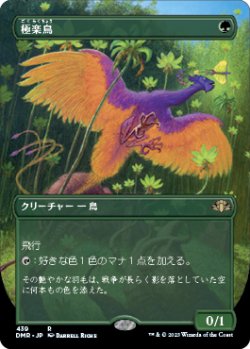 画像1: 【フレームレス】(DMR-RG)Birds of Paradise/極楽鳥(英,EN)