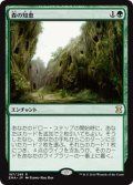 $FOIL$(EMA-RG)Sylvan Library/森の知恵(日,JP)