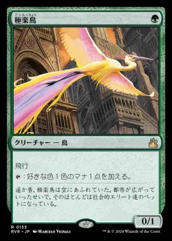 画像1: (RVR-RG)Birds of Paradise/極楽鳥(英,EN)