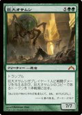 (GTC-Mg)Giant Adephage/巨大オサムシ(英,EN)