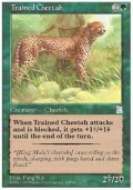 (PO3-UC)Trained Cheetah/訓練された豹(英,English)