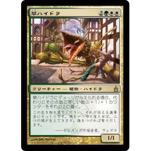 画像: 【Foil】(RAV-RM)Phytohydra/草ハイドラ(日,JP)