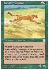 画像: (PO3-UC)Hunting Cheetah/狩りをする豹(日,中,JP,CHI)