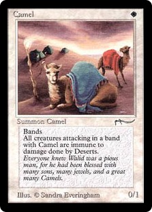 画像1: (ARN)Camel